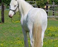silver-horse