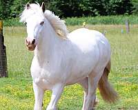 sabino-all-around-horse