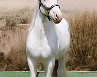sabino-breeding-horse