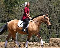 athletic-quarter-horse