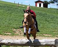 beginner-quarter-horse