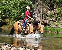 calf-roping-quarter-horse