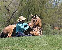 jumping-quarter-horse