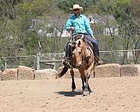 husband-safe-quarter-horse