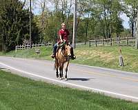 mounted-patrol-quarter-horse