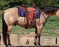 ranch-work-quarter-horse