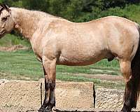 acre-quarter-horse