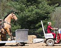 ranch-quarter-horse