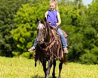 any-size-rider-appaloosa-horse