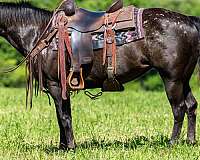 beginner-approved-appaloosa-horse