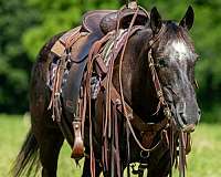 confidence-appaloosa-horse