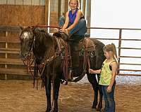 fence-appaloosa-horse