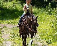 frame-appaloosa-horse