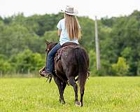 leg-cues-appaloosa-horse