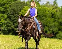 neck-appaloosa-horse