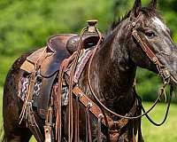 packing-appaloosa-horse