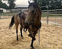 buckskin-all-around-horse