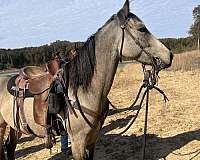 buckskin-aqha-horse
