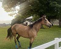 aqha-gelding