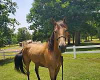 buckskin-quarter-horse-for-sale