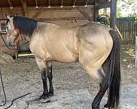 15-hand-buckskin-horse