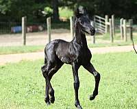 friesians-colt-stallion-filly-mare-purebred-registered