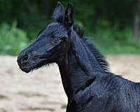 breeding-friesian-horse