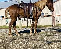 ridden-western-tennessee-walking-horse
