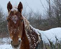 advanced-tennessee-walking-horse