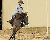 western-dressage-quarter-pony