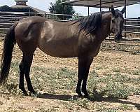 grulla-beginner-foundation-horse