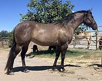 foundation-stock-quarter-horse