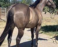 athletic-quarter-horse