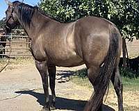 available-quarter-horse