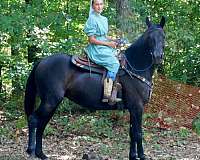 driving-friesian-horse