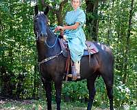 harness-friesian-horse