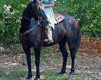 ridden-western-friesian-horse