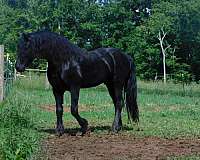 saddlbred-friesian-horse