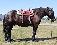 black-none-horse