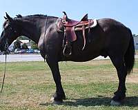 all-around-percheron-horse