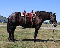 beginner-percheron-horse