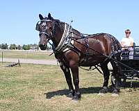 cooled-percheron-horse