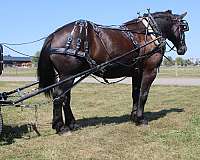 draft-percheron-horse