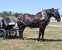 driving-percheron-horse