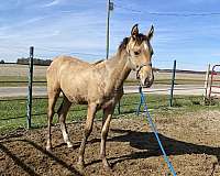 buckskin-star-snip-hind-sock-horse