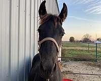 wormings-tennessee-walking-horse