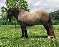 great-conformation-gypsy-vanner-horse