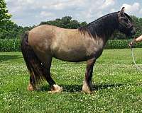 briar-horse
