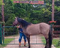 dun-grulla-show-horse