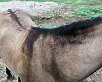 dun-grulla-stallion-foal-for-sale